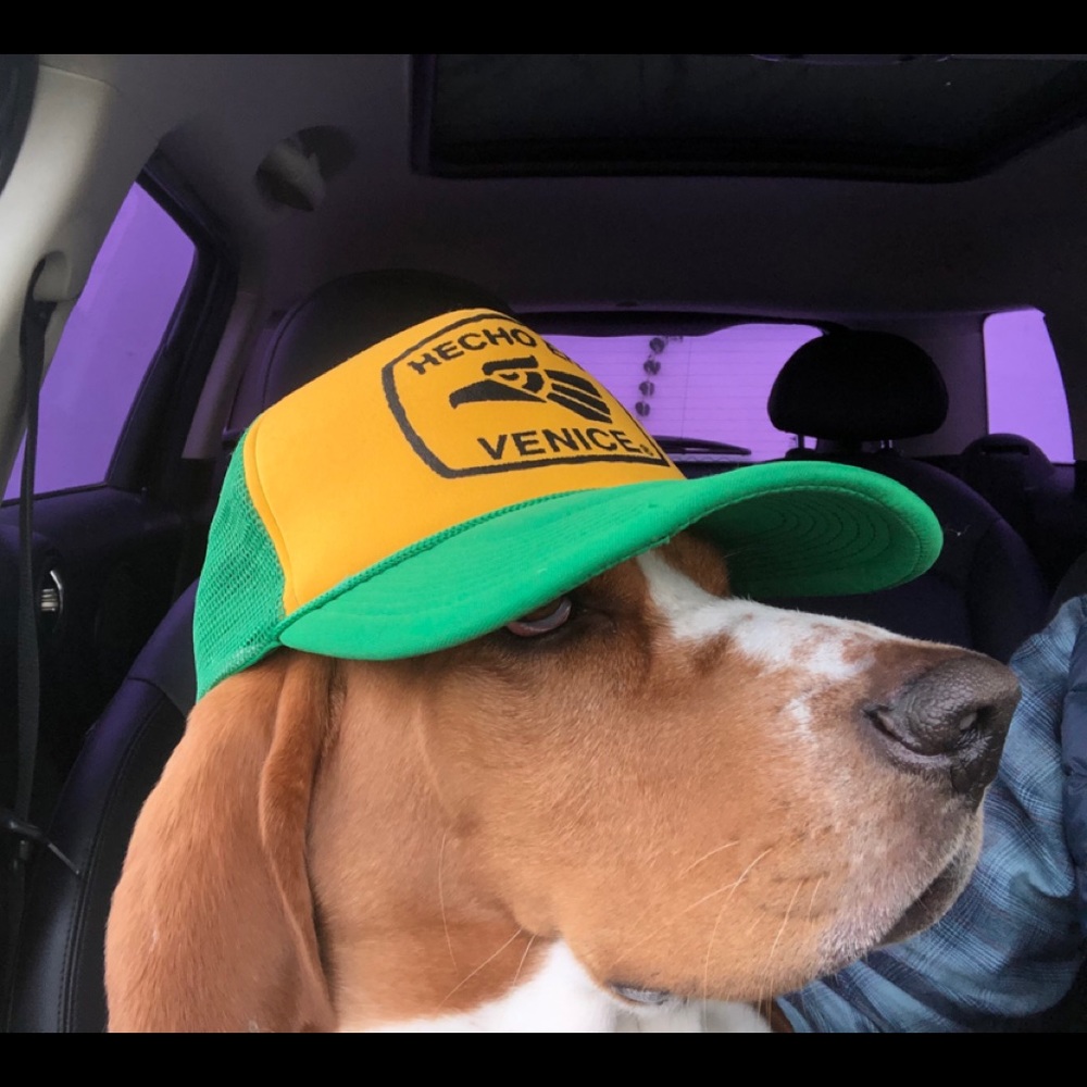 Meet your Posher, Rosey